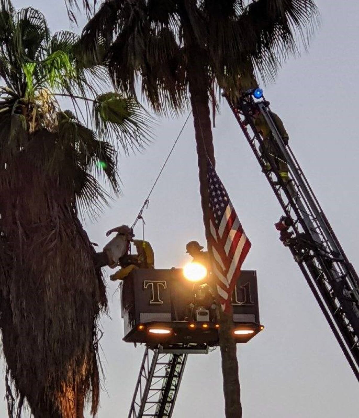 San Miguel Fire & Rescue crews work to save injured tree trimmer about 70 feet up a palm tree Thursday night in Spring Valley