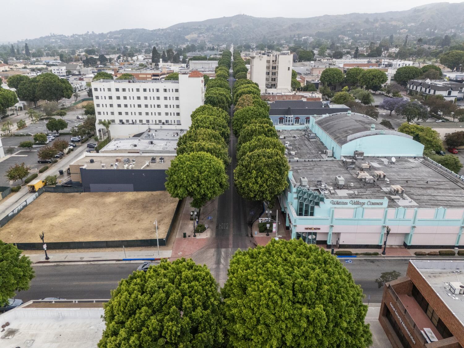 Whittier to remove more than 80 ficus trees in bid to boost business