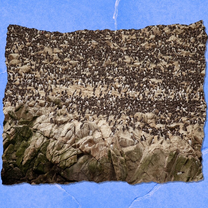 A multitude of birds is seen covering a rocky area.