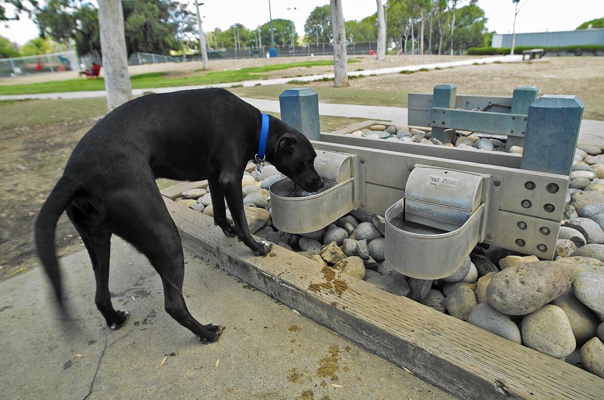 Buddy takes a drink out of the water station at the Bark Park.