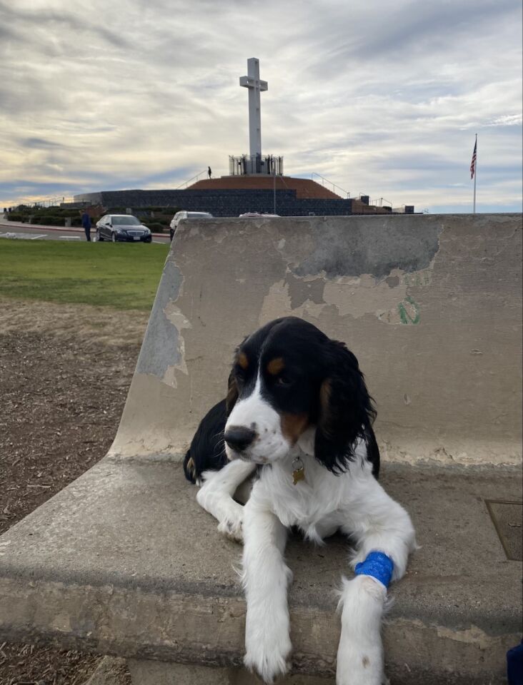 Barbara Graf submitted this photo of her now-late puppy Maverick at Mount Soledad with the message: "Maverick, you were with us for only one month and five days. This was the first place you saw in La Jolla and the last. We miss you!"