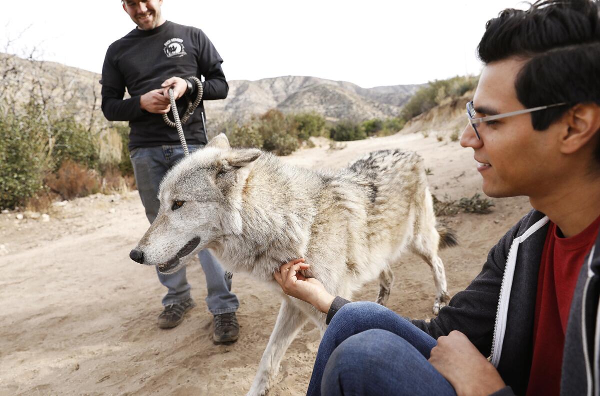 Gerson Berrios of San Diego, right, pets a wolfdog handled by Kyle Baker of Wolf Connection, left, during a walk at the Wolf Connection Ranch in Palmdale.