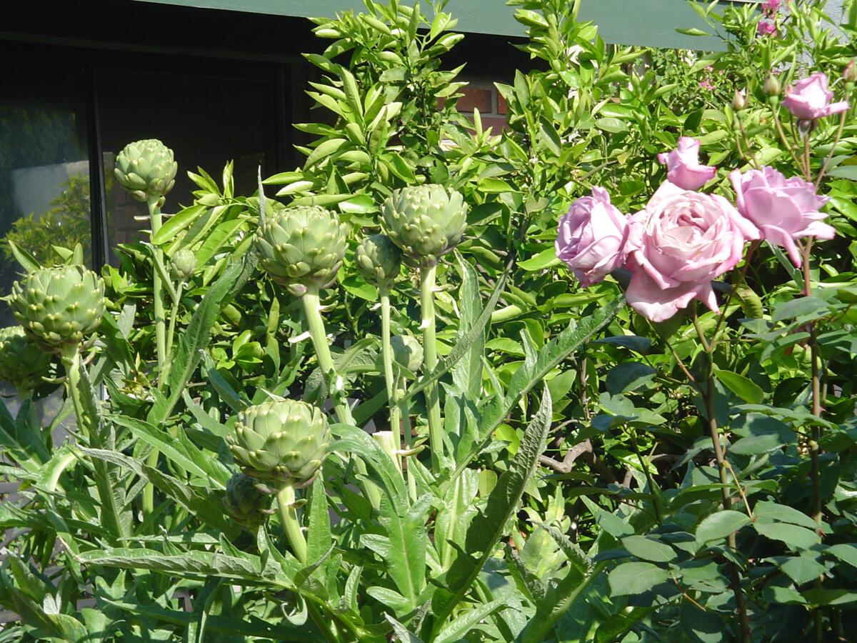 Artichokes and roses are two of the many plants pollinated by bees at a reader's Costa Mesa home. 