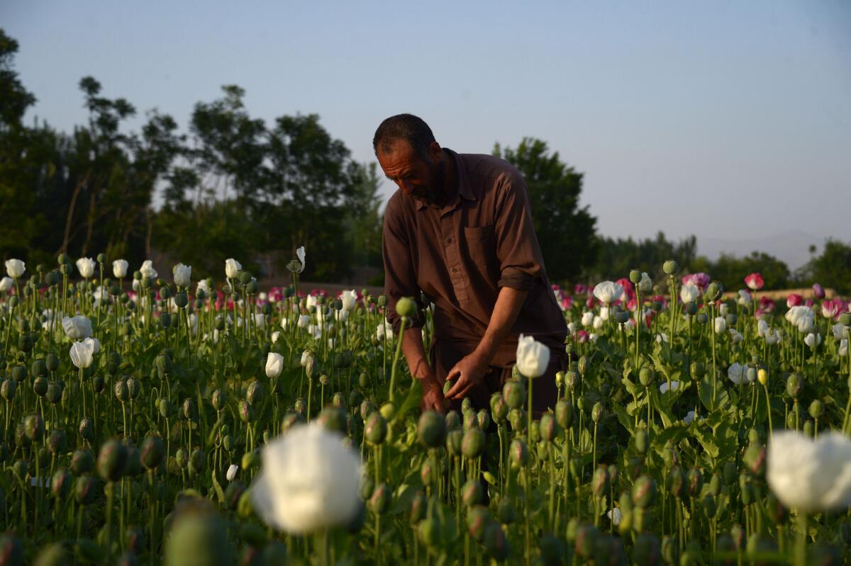An Afghan farmer harvests opium gum from a poppy field on the outskirts of Mazar-i-Sharif in 2018. 