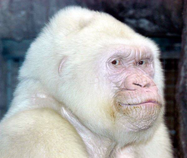 Albino Gorilla