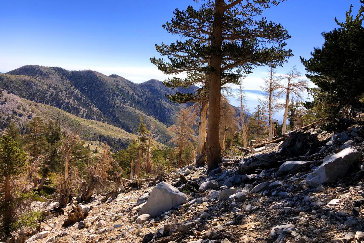 San Gorgonio, South Fork Trail, with tall trees and plenty of boulders