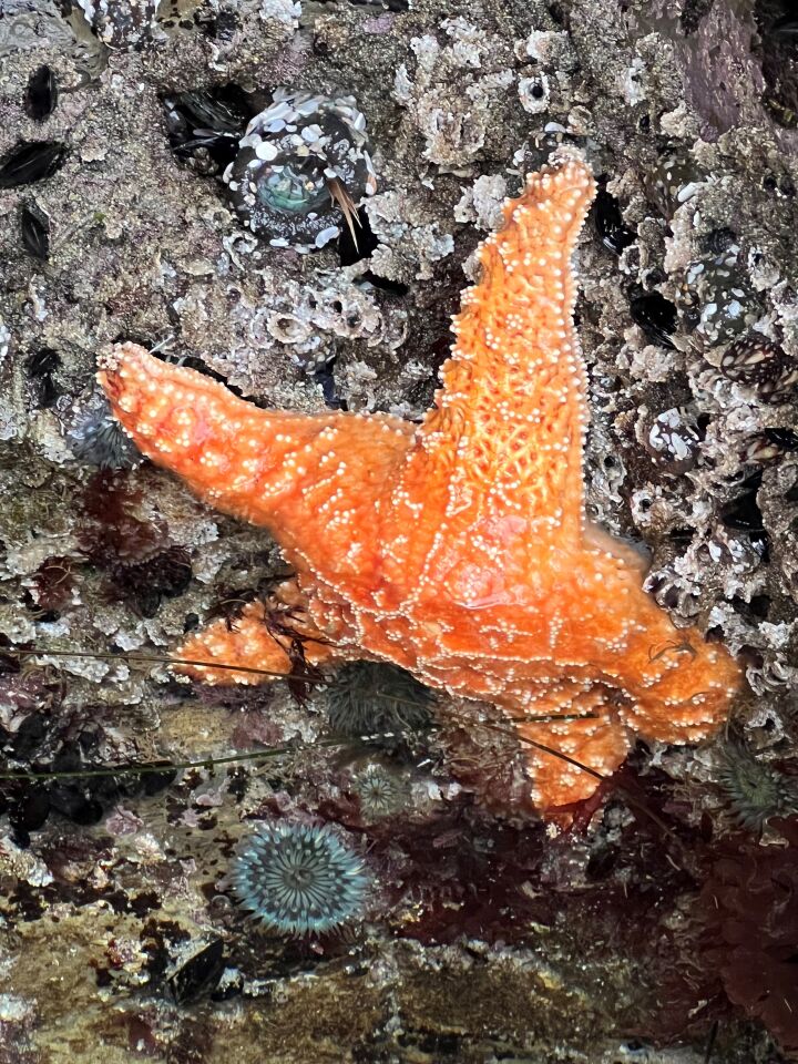 A sea star is revealed at low tide next to the Children’s Pool seawall.