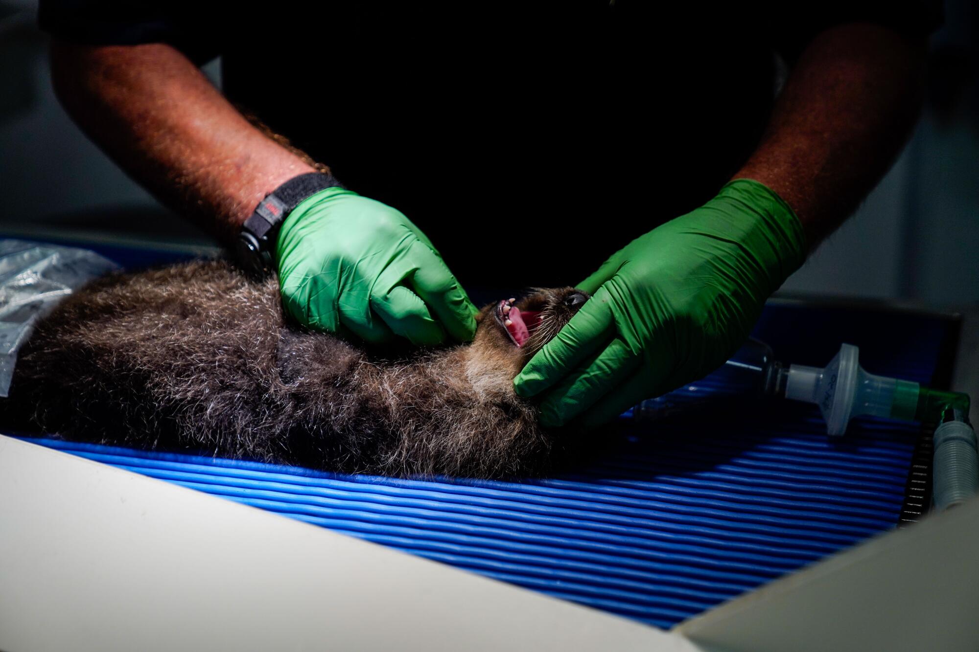 The green-gloved hands of a veterinarian open the mouth of a sea otter for examination