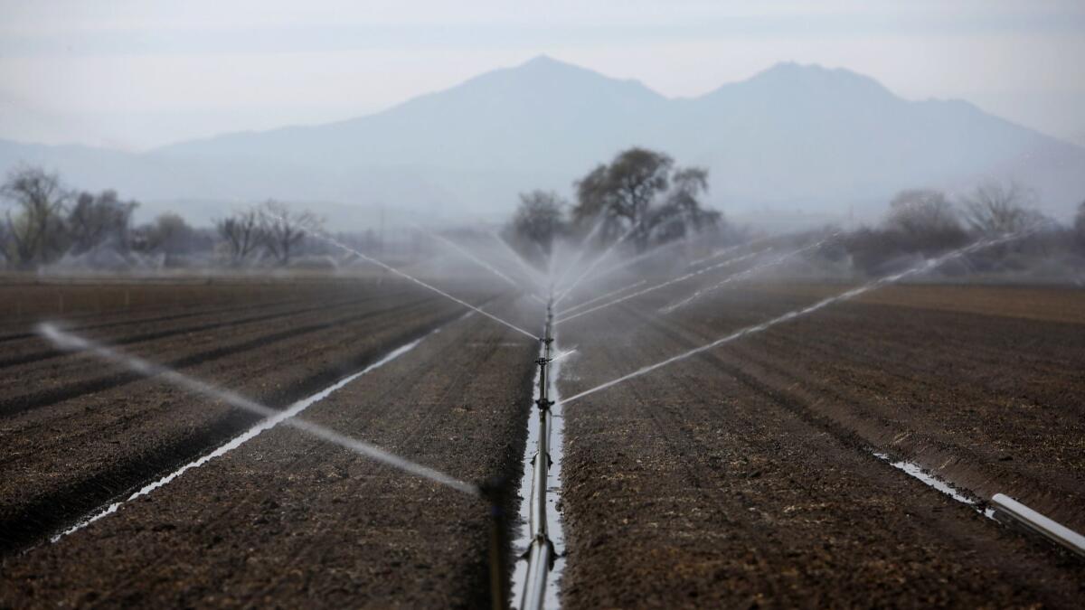 Sprinklers irrigate a farm field in the Sacramento-San Joaquin Delta.