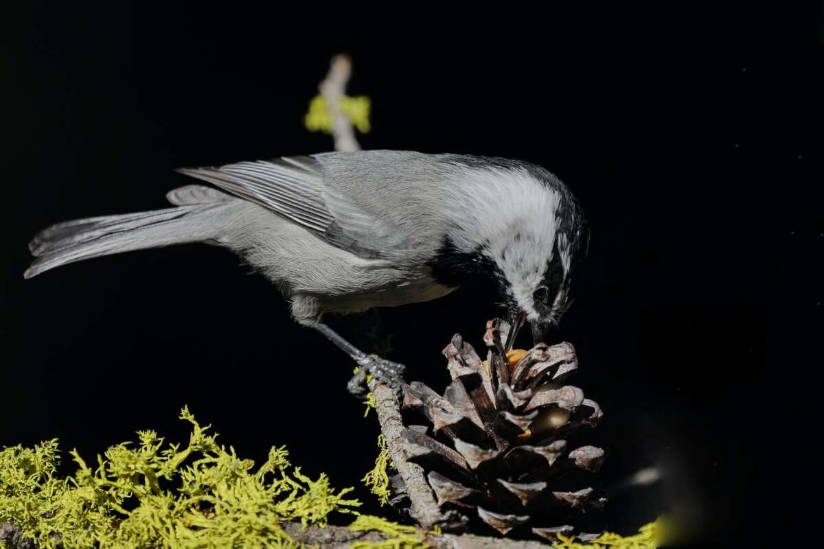 A chickadee pecks at a tree's cone.