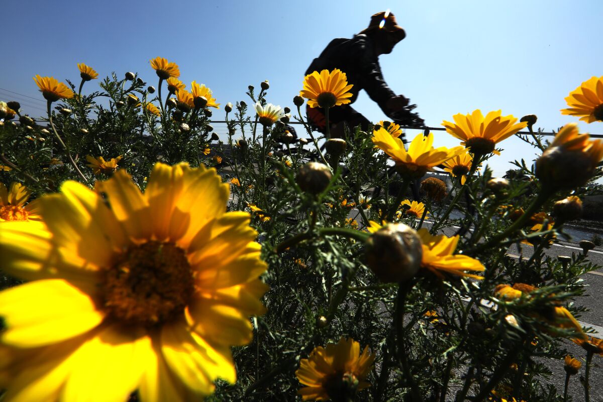 A bicyclist rides past yellow flowers