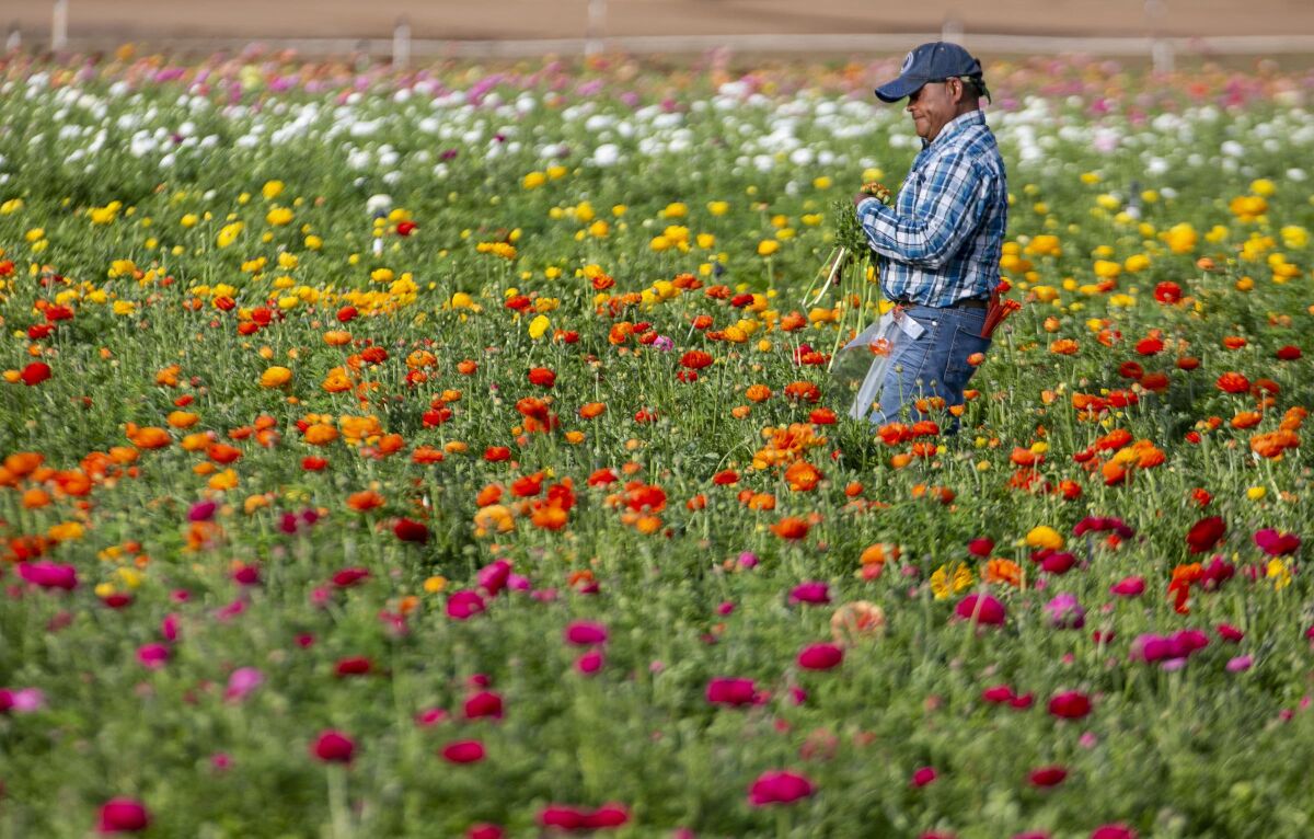 A man in a plaid shirt and a blue baseball cap stands in a field of yellow, orange, red and pink flowers