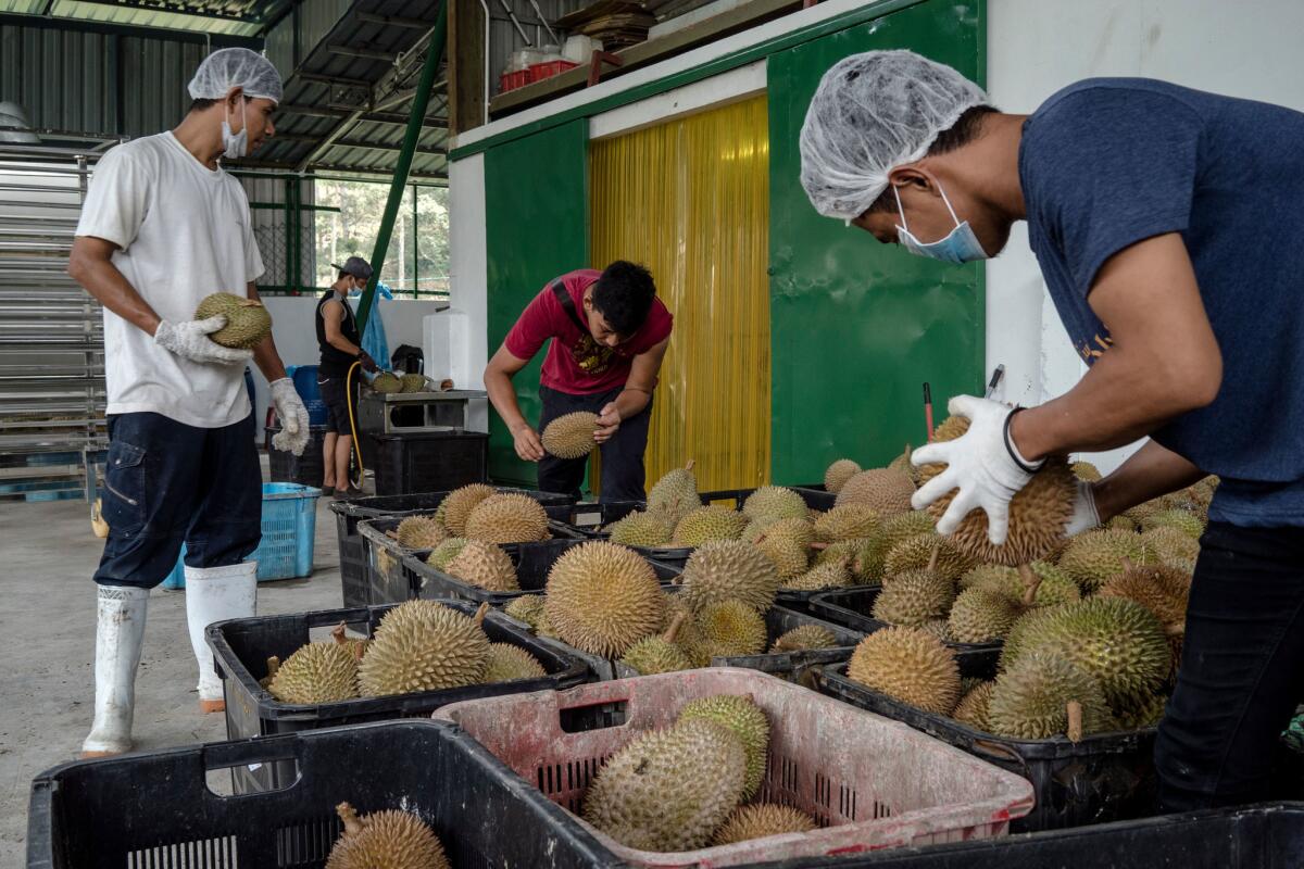 Workers check the quality of durian fruits and prepare them for flash freezing for export. (Suzanne Lee / For The Times)