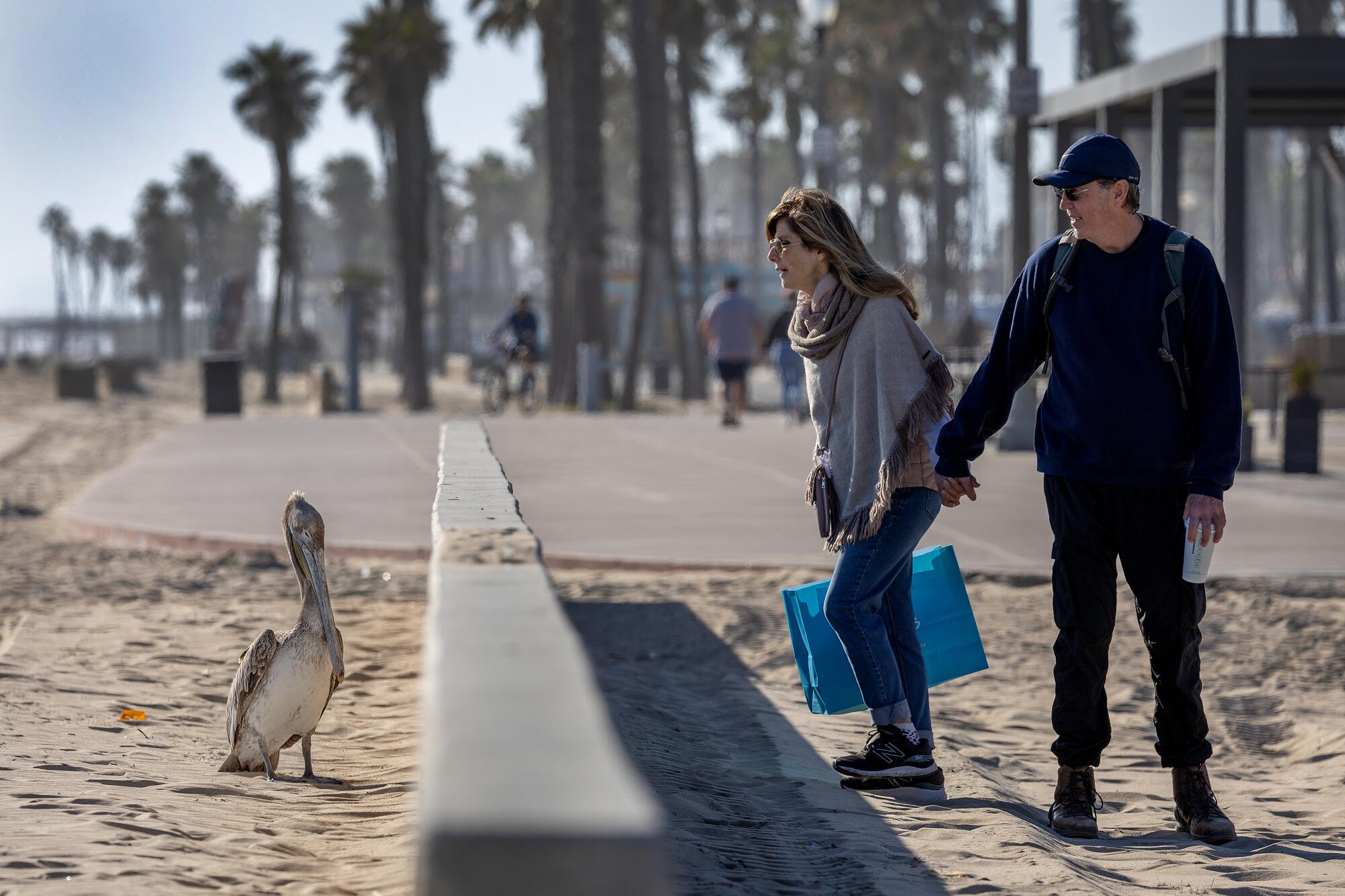 A sick pelican stands alone as beach-goers pass by in in Huntington Beach.