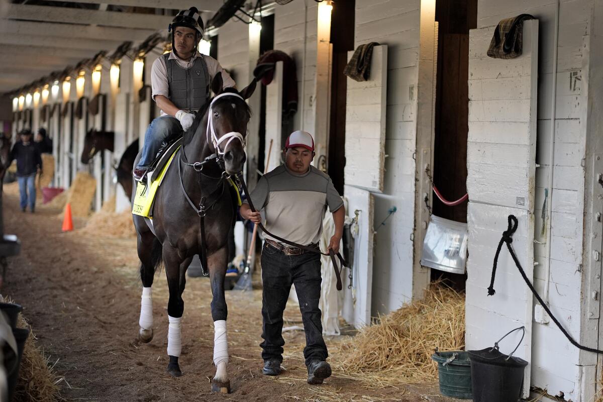 Kentucky Derby hopeful Endlessly is walked in the barn at Churchill Downs on Wednesday.