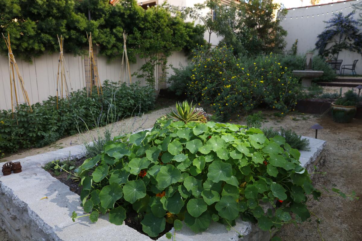 The side yard is divided in to three tiers. The lowest tier is dedicated to edibles with a raised-bed kitchen garden made from broken concrete. Figs, Meyer lemons, pomegranate and fava beans are planted along the perimeter.