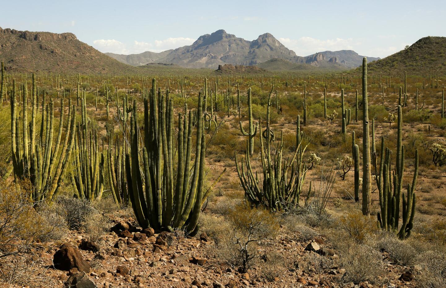 Organ Pipe Cactus National Monument lies in the heart of the Sonoran Desert and is bordered by Mexico, where U.S. Customs and Border Protection officers routinely patrol the roads and fences looking for smugglers and illegal immigration.