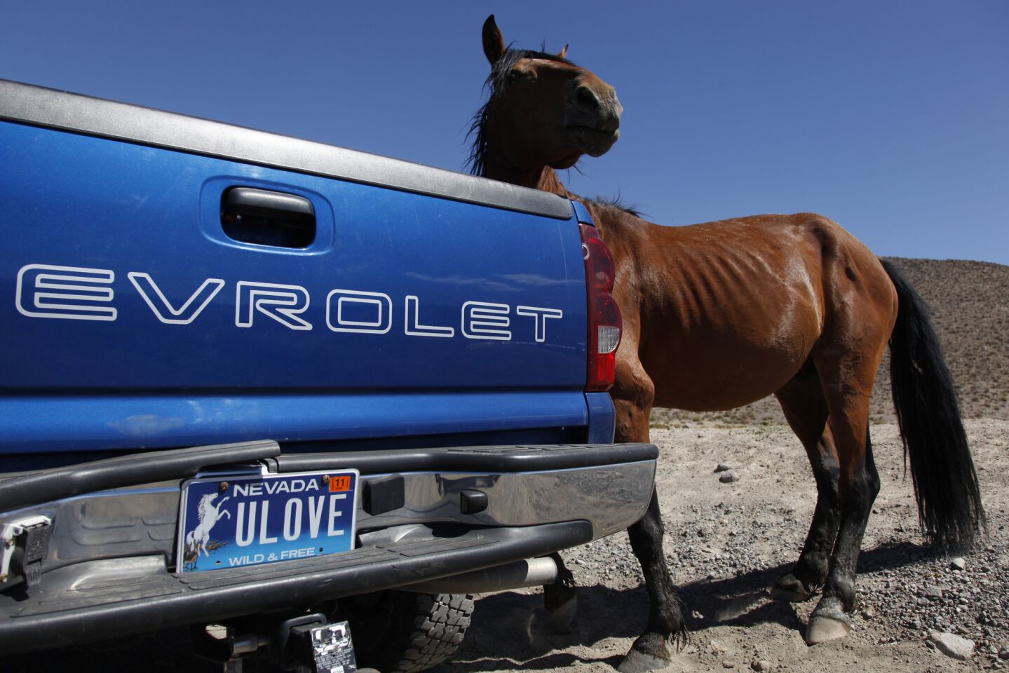 A wild horse accustomed to free handouts approaches the truck of Sally Summers, a wild horse advocate who helped create the specialty license plate used to raise awareness of the issue. She frowns on giving food to horses that are supposed to remain wild.