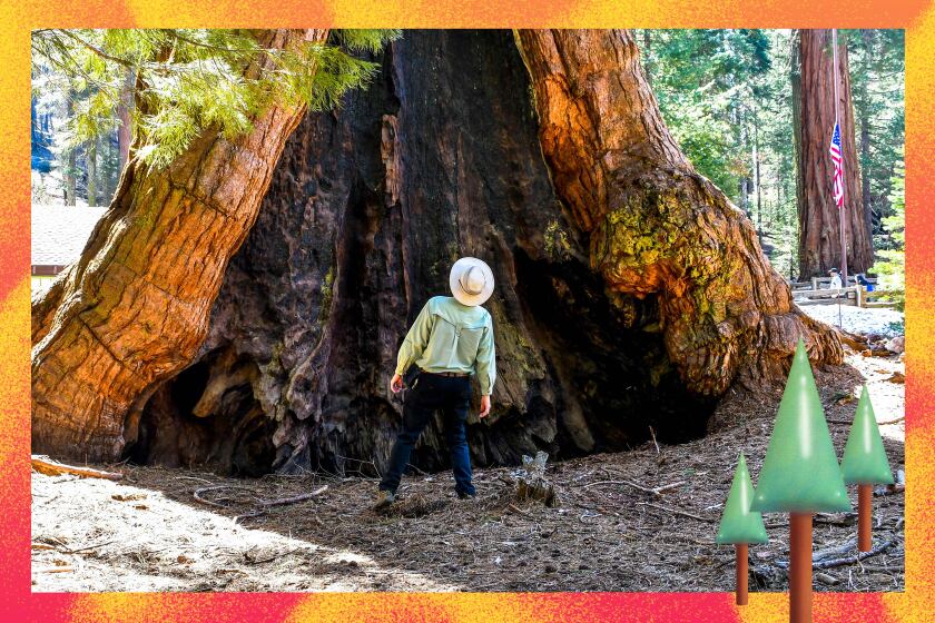 Along Sequoia National Park's Generals Highway, the Giant Forest survived last year's fires largely intact. Many trees, hundreds of years old, bear marks of blazes in centuries past.