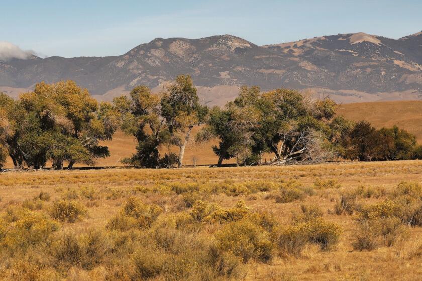 LOS ANGELES, CA - OCTOBER 29, 2018 - View of the proposed Centennial project on Tejon Ranch from Highway 138 with the Blue Ridge Mountain backdrop on October 29, 2018 as Nick Jensen, Southern California Conservation Analyst with the California Native Plant Society, and Naomi S. Fraga, Ph.D. Director of Conservation Programs at the Rancho Santa Ana Botanic Garden, have been barred from access to the property. Tejon Ranch property formerly barred opponents of its development proposals from access to the property. The Tejon Ranch Conservancy in charge of 240,000 acres of pristine California wilderness considered crucial to wildlife including the California condor is gearing up for a fiscal crisis, prompting concerns about the property?s future stability. Under a 10-year-old agreement, the conservancy was to have been funded through 2021 with interest-free loans from the Tejon Ranch Co., and later with transfer fees from the sale of residential units on the firm?s proposed development projects near Interstate 5 an hour north of Los Angeles. Now, with construction stalled by the Great Recession, legal challenges and regulatory requirements, the conservancy plans to raise operating funds from donors, and shift priorities to save money without jeopardizing safety and key obligations. Complicating its fundraising plans, however, the Tejon Ranch Co. this year formerly barred opponents of its development proposals from access to conservancy. The Tejon Ranch?s blacklist includes the California Native Plant Society, a nonprofit with a membership of 10,000 plant lovers; the nonprofit Santa Ana Botanic Garden in Claremont, the largest garden dedicated to California native plants, and the Eriogonum Society, a small group fascinated by various species of buckwheat. (Al Seib / Los Angeles Times)