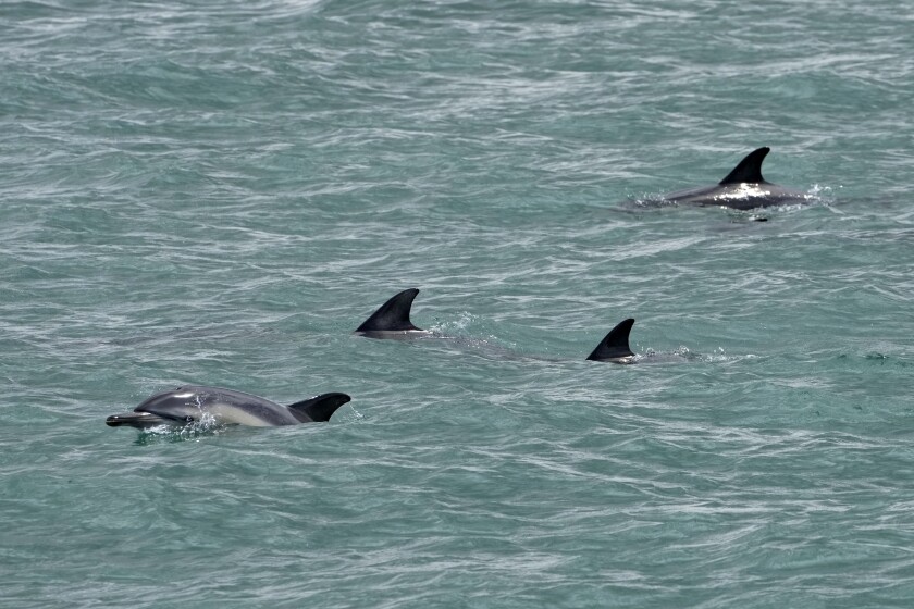 Dolphins swim at the mouth of the Tagus River in Lisbon, Friday, June 24, 2022. Starting Monday the United Nations is holding its five-day Oceans Conference in Lisbon hoping to bring fresh momentum for efforts to find an international agreement on protecting the world's oceans. (AP Photo/Armando Franca)