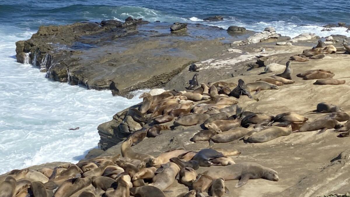City Council Approves Seasonal Closure of Point La Jolla for Sea Lions –  NBC 7 San Diego
