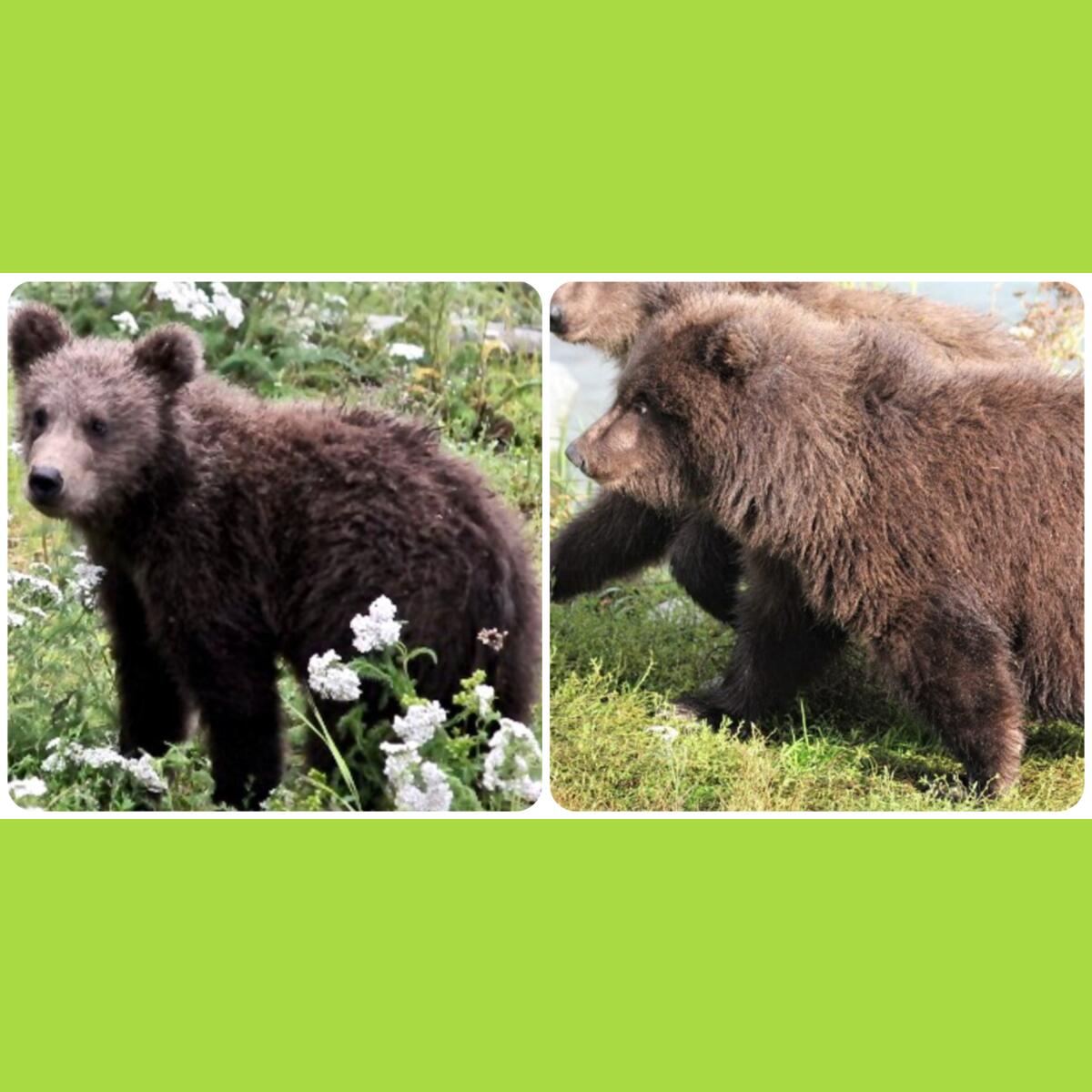 Two photos of a bear cub, before and after bulking up.