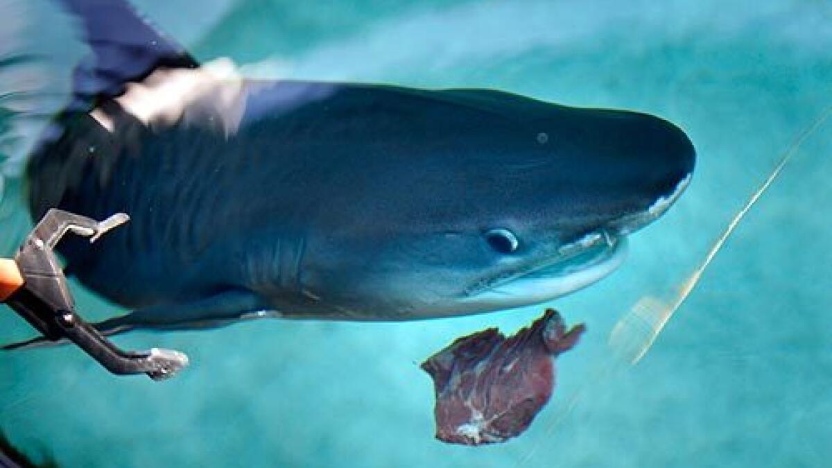Long Beach Aquarium's tiger shark is a picky eater - Los Angeles Times