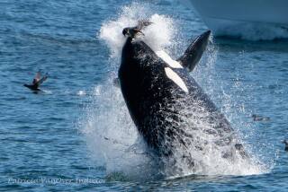 Killer whales tossed shearwaters into the air during an encounter in Monterey Bay on June 20.