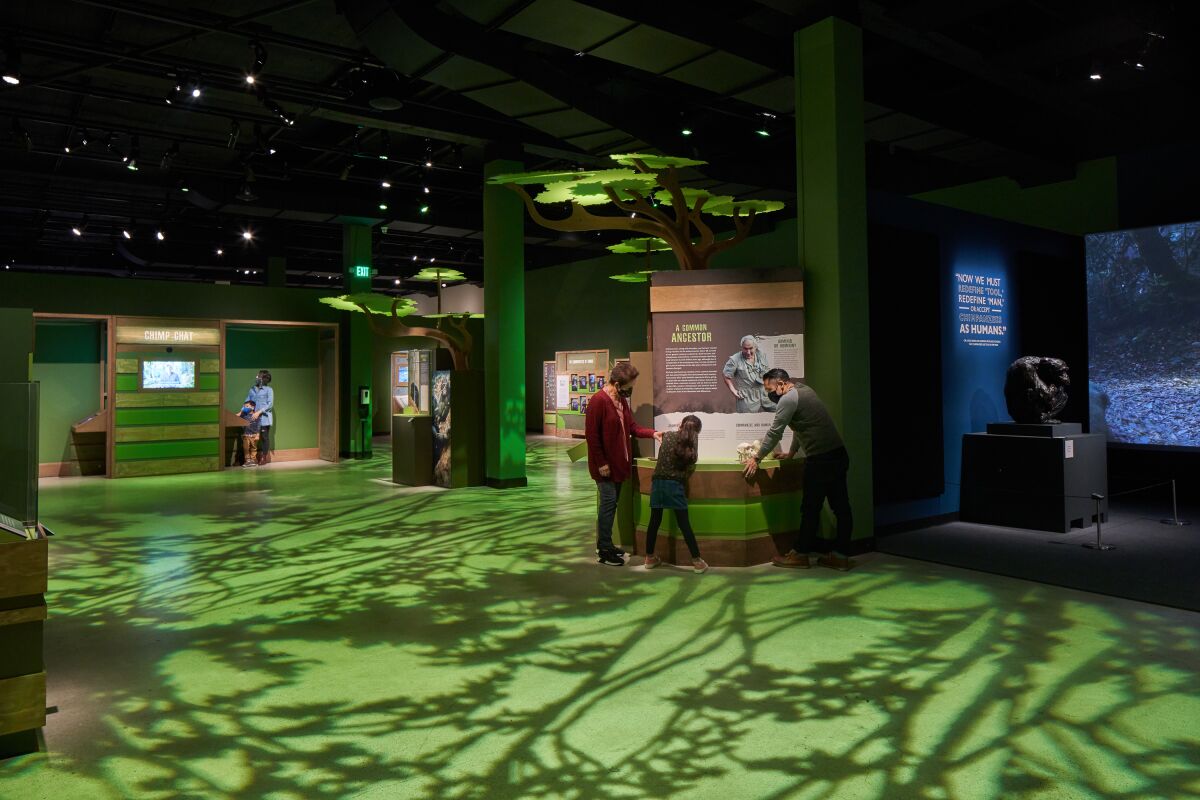 An exhibit at a museum, with lights creating tree-shaped shadows on the floor.