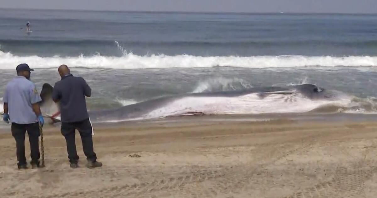 Fin whale washes up on Torrance Seaside; public requested to maintain a distance