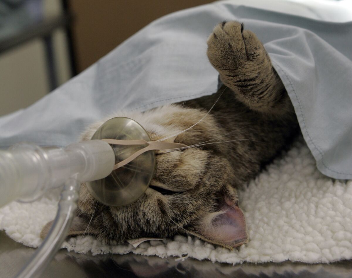 A feral cat ready to be fixed lies on the operating table at Fix Nation Inc. a nonprofit organization full–time spay/neuter clinic in Sun Valley for homeless, stray and feral cats. Los Angeles County will require residents of unincorporated areas to spay or neuter and microchip their cats.