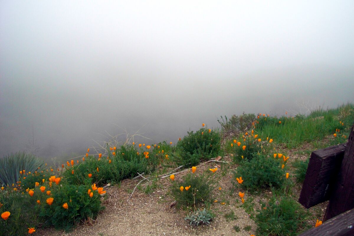 California poppies and June gloom near Vetter Mountain.