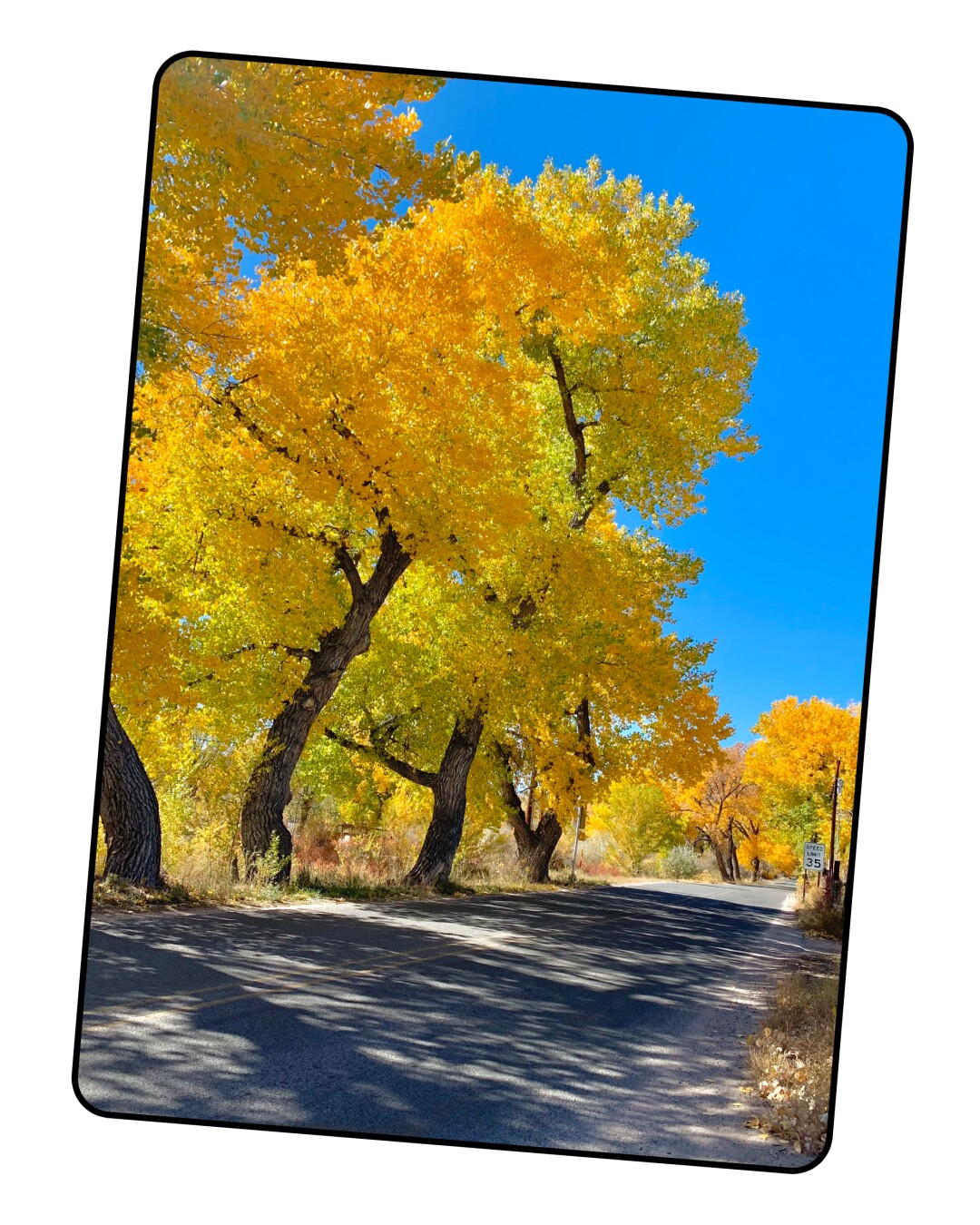 A picture of a tree with chromatic leaves.