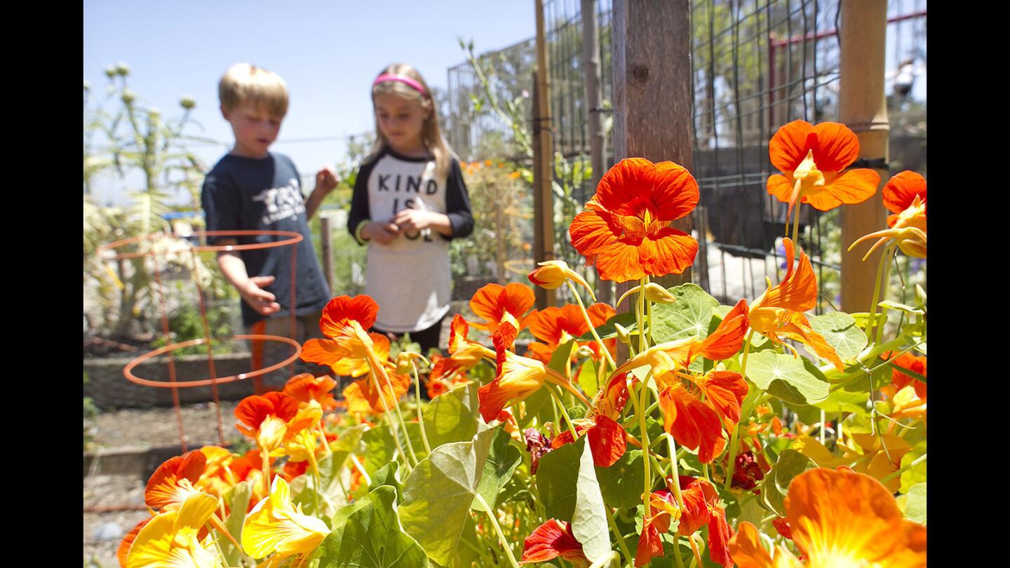 Students Max Osbourne and Jordyn Flynn, from left, look over a patch of edible orange nasturtium flowers in the Top of the World garden. TOW was one of 20 gardens nationwide to receive a $10,000 grant from Seeds of Change. The school's goal is to eventually build a greenhouse to provide more food to the Laguna Food Pantry.