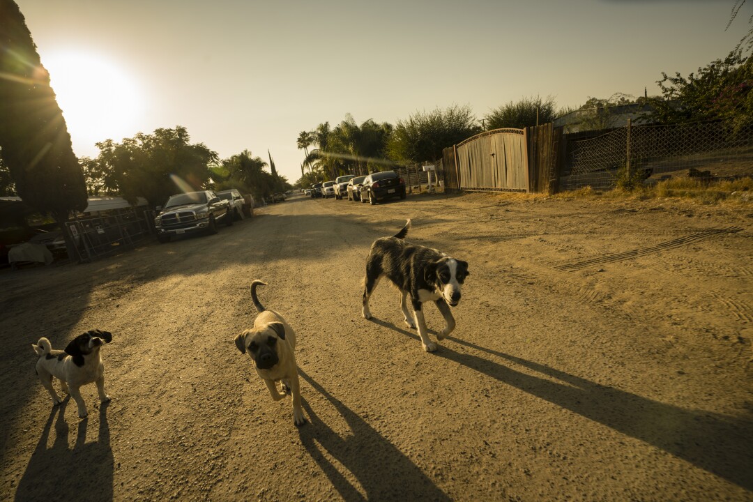 Neighboring dogs walk down a street in Tooleville, where residents receive drinking water. 