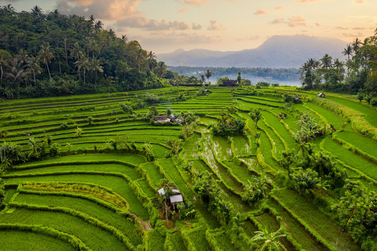 Bali, with rice terraces and rainforests, is great for a ride on a rented motorbike.