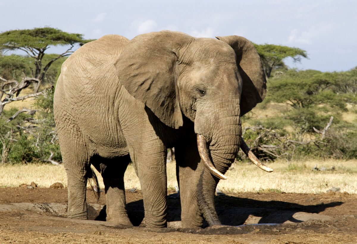 An African elephant in the wild.