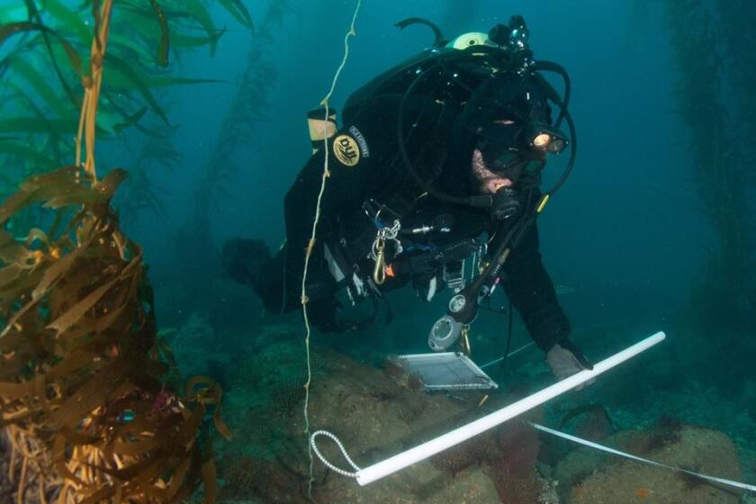 A diver studies the production of the Wheeler North Reef, a mitigation project for the San Onofre Nuclear Generation Station.