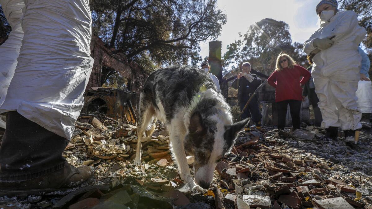 A search dog named Jasper sniffs through the rubble of Shepha Schneirsohn Vainstein's home looking for Vainstein's mother's cremated remains.