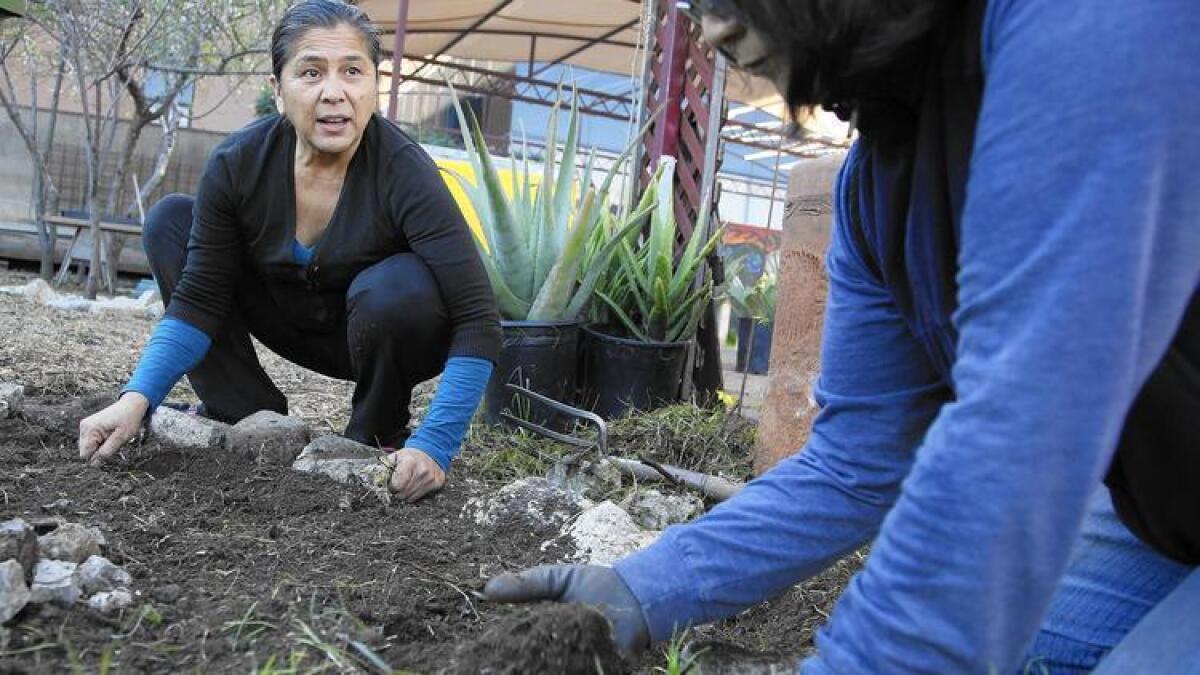 Irene Peña, directora ejecutiva de Proyecto Jardín, y Monica Okita, del sur de Pasadena, retiran la maleza alrededor de un árbol frutal en el jardín comunitario de Boyle Heights.