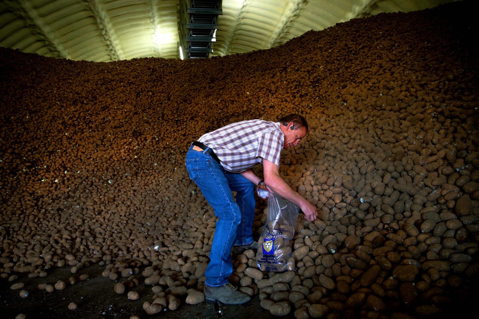 Kevin Weber loads a bag of potatoes from one of Weber Family Farms' refrigerated storage bays in Quincy, Wash. This particular bay holds 16 million pounds of potatoes and stands around 20 feet tall in a building 340 feet long -- just slightly less than the length of a football field.