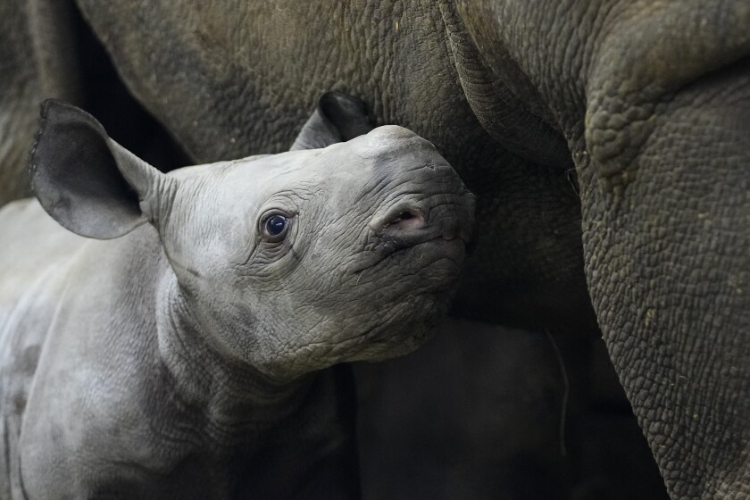 A newly born critically endangered eastern black rhino stands in its enclosure next to its mother Eva at the zoo in Dvur Kralove, Czech Republic, Wednesday, March 16, 2022. The male rhino calf was born on March 4, 2022 and was named Kyiv. According to the zoo's director Premysl Rabas the name was chosen as a sign of support to the Ukrainian heroes fighting the war. (AP Photo/Petr David Josek)