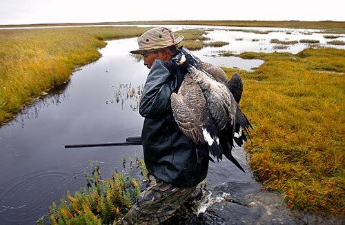 HUNTER: Ronnie Peter carries birds that will feed his family in Kipnuk, Alaska, which is at the crossroads of an invisible freeway system for migratory birds. Local hunters are providing birds for H5N1 testing