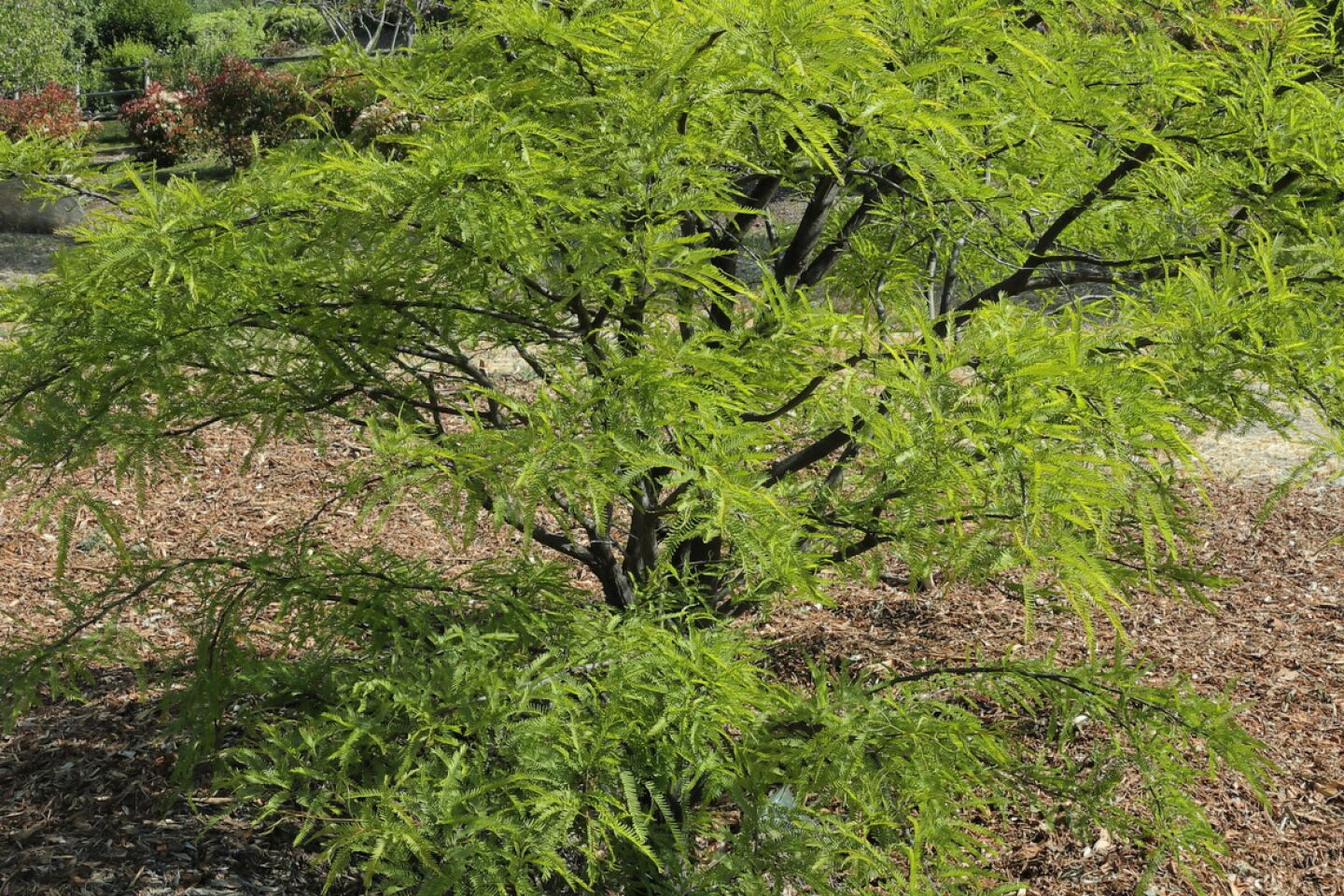 cm-rsftrees-2204-015.jpg