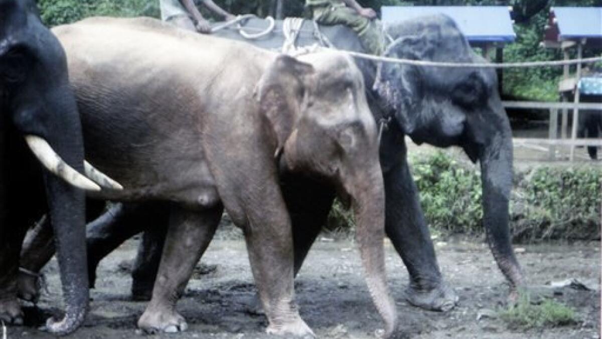 Rare white elephant captured in Myanmar - National