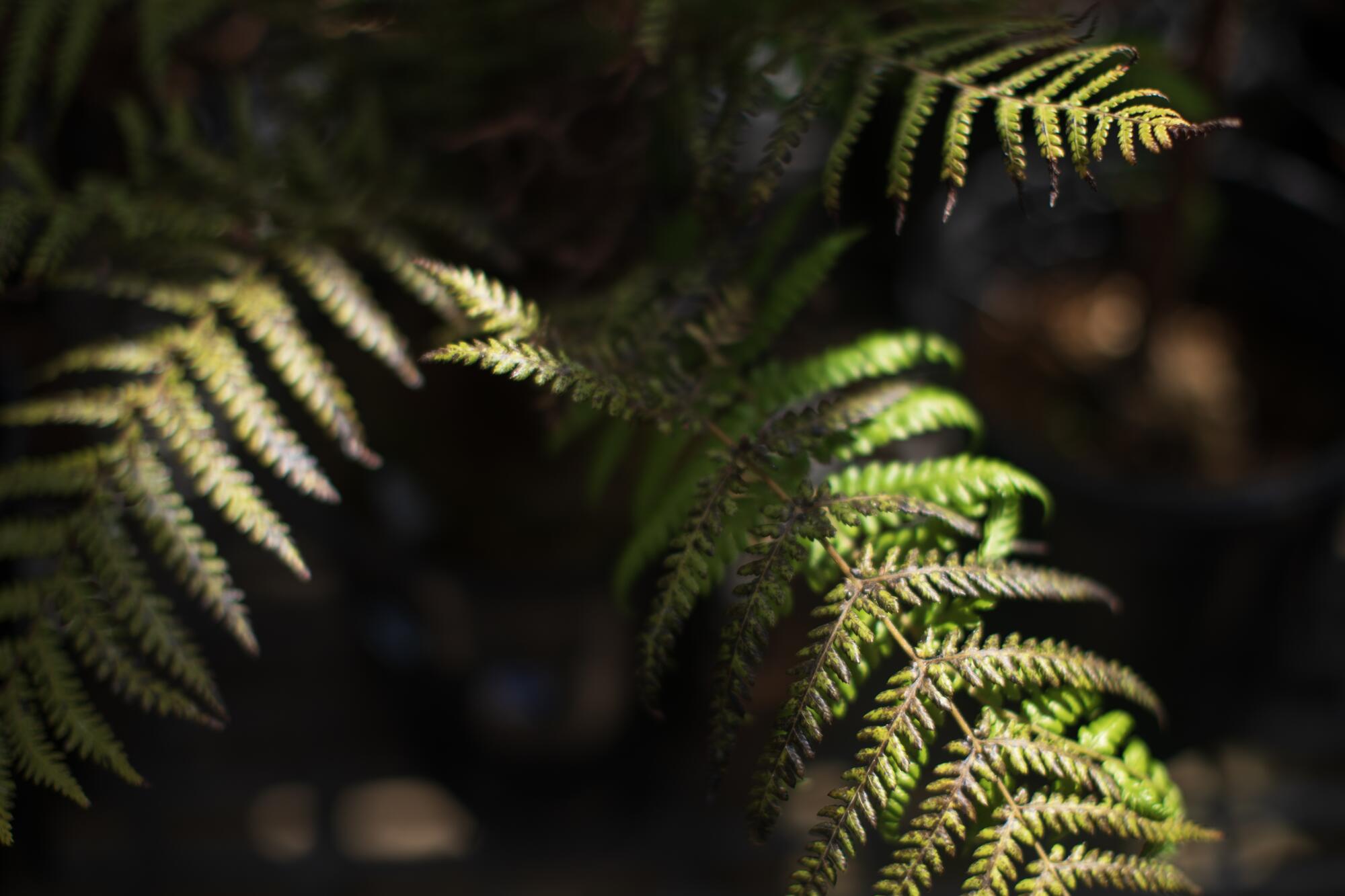 A close-up of ferns at UC Santa Cruz.