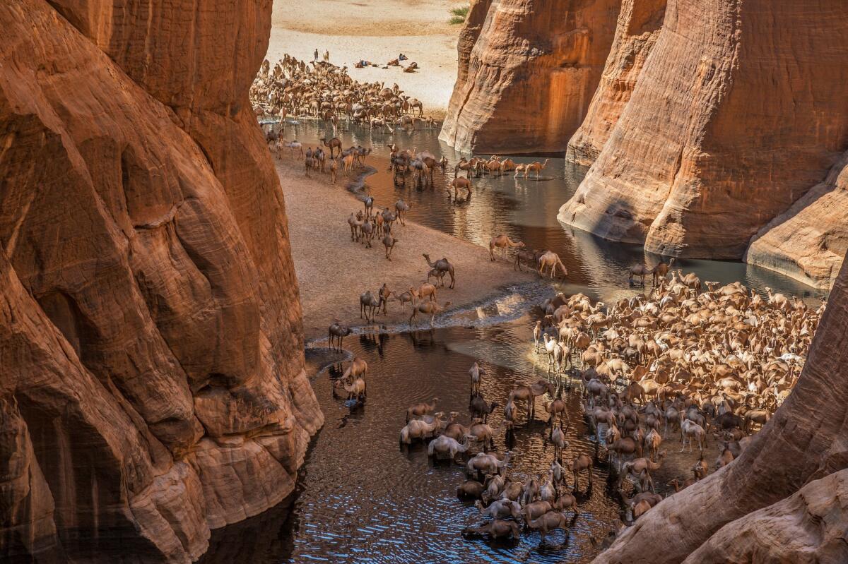 A large herd of camels watering at Wadi Archeï, an important source of permanent water, Ennedi, Chad.