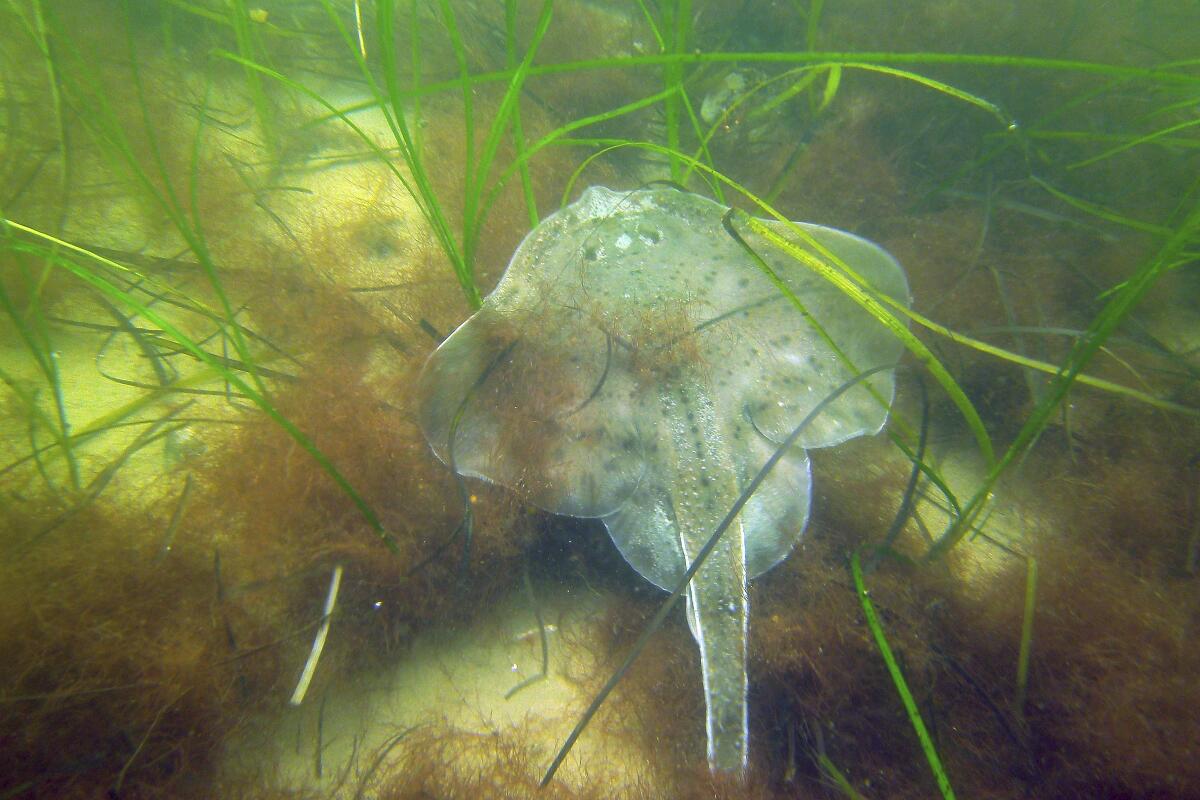 Seagrass - Marine Resources Council