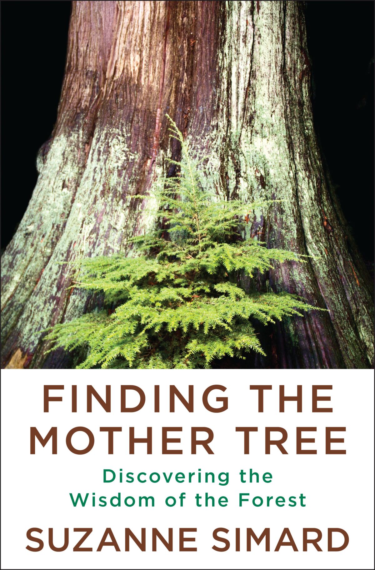 "Finding the Mother Tree," by Suzanne Simard
